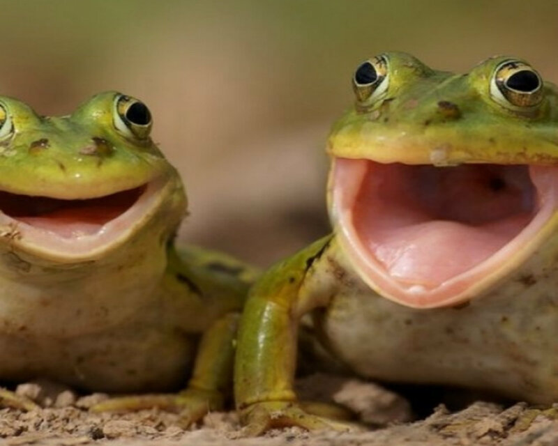 Two Green Frogs — Playful