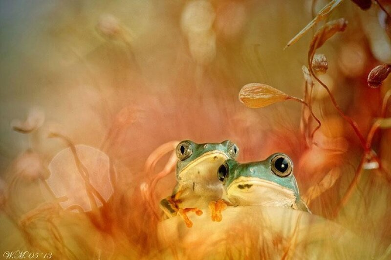 Two Green Frogs — Serene