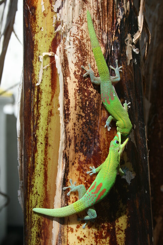 Two green geckos on a tree trunk