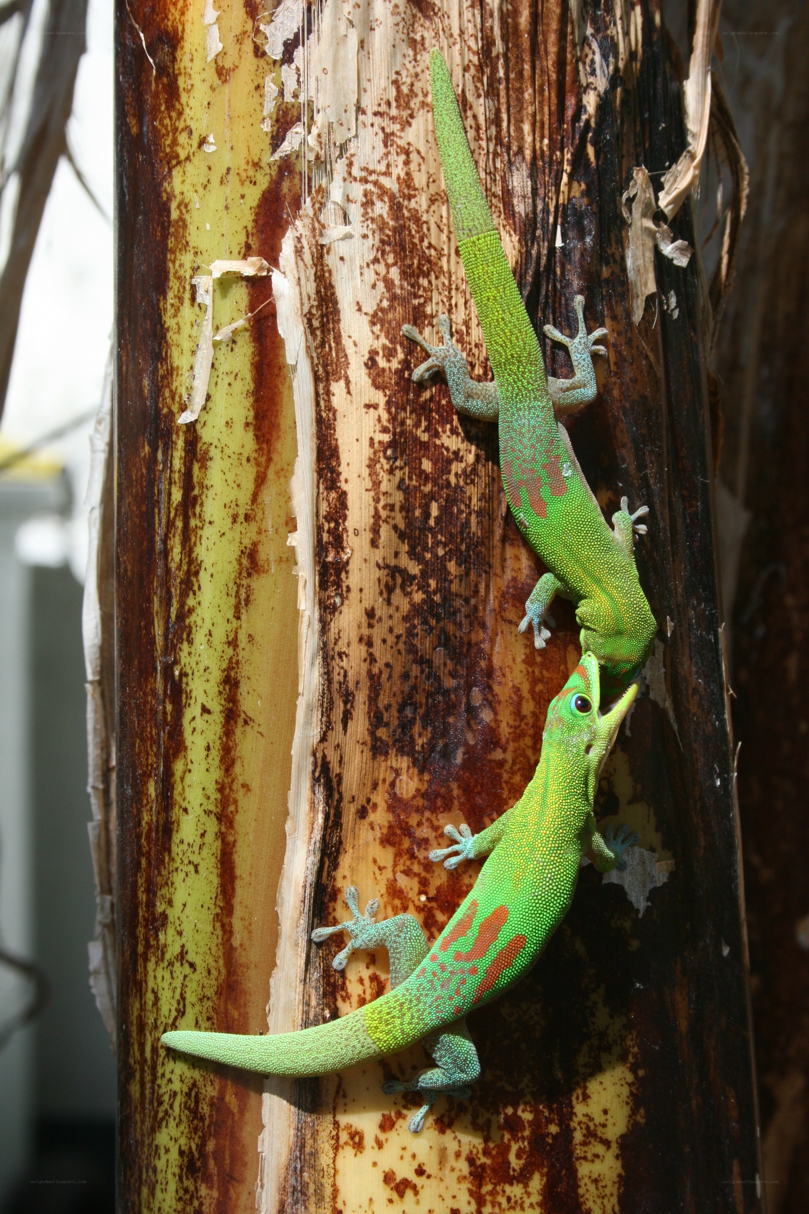 Two green geckos on a tree trunk