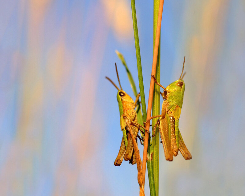 Two Green Grasshoppers