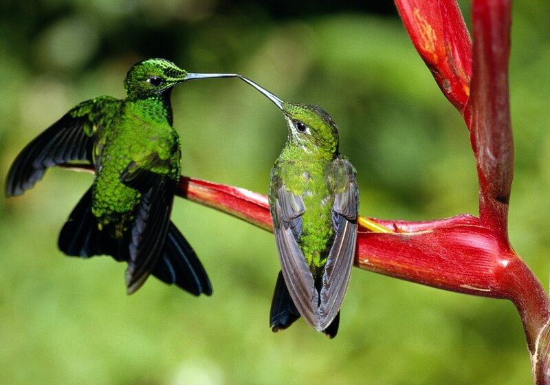 Two Green Hummingbirds — Natural, Afternoon