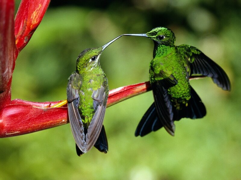 Two Green Hummingbirds — Natural, Photograph