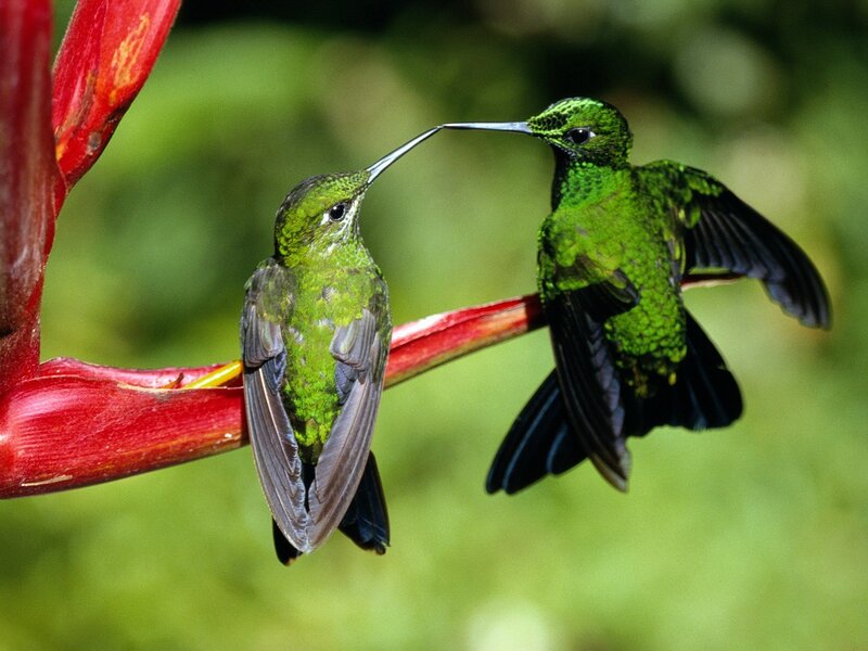 Two Green Hummingbirds