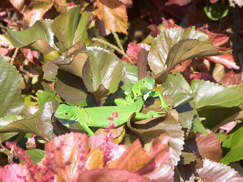 Two Green Iguanas