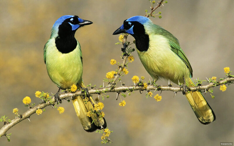 Two Green Jays on Branch