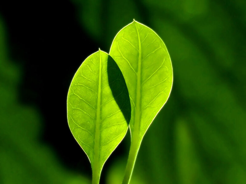Two green leaves in sunlight