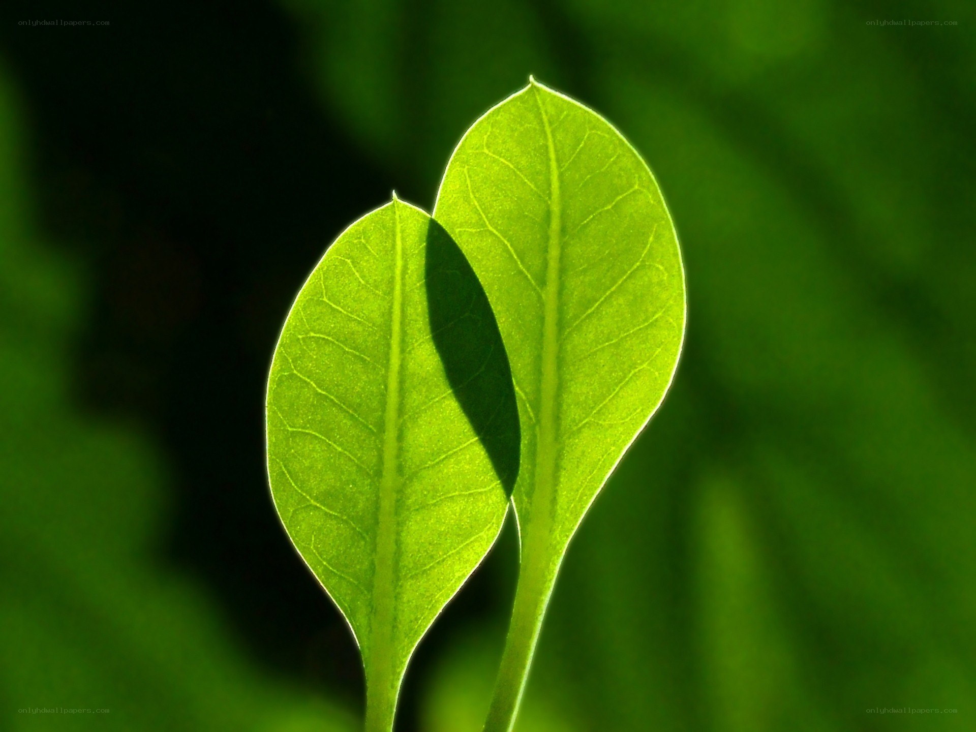 Two green leaves in sunlight