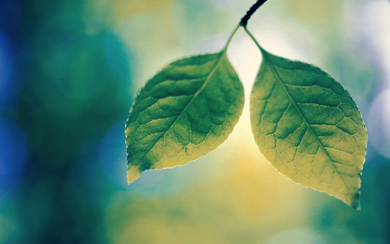 Two Green Leaves on Branch — Serene, Afternoon