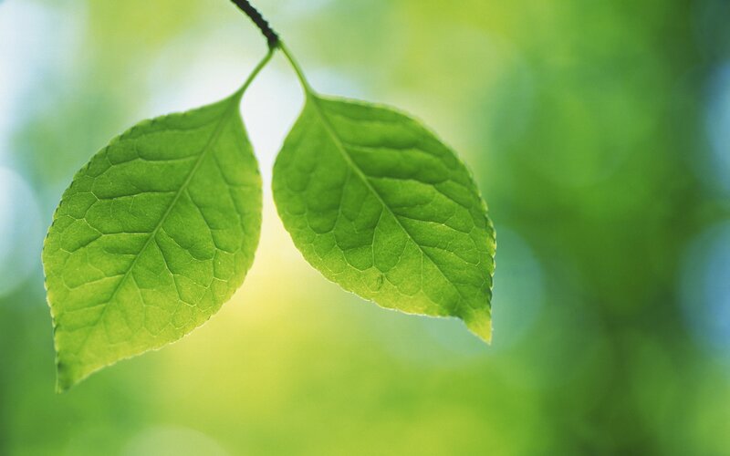Two Green Leaves on Branch — Serene, Morning