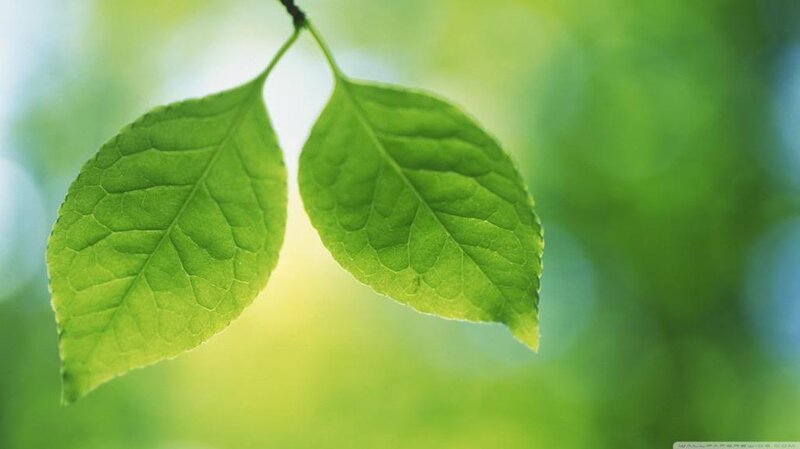 Two Green Leaves on Branch — Serene