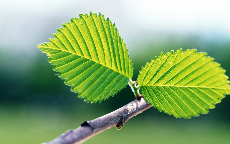 Two Green Leaves on Branch