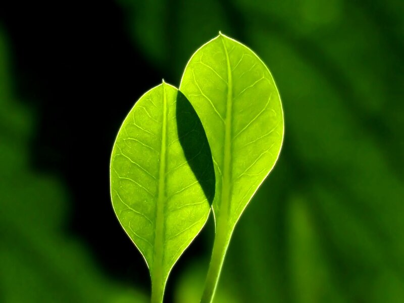 Two Green Leaves — Serene, Photograph, Leaf