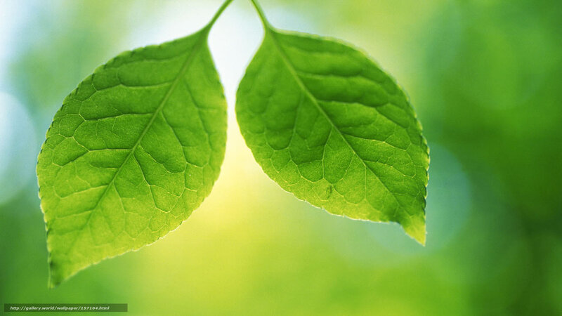Two Green Leaves — Serene