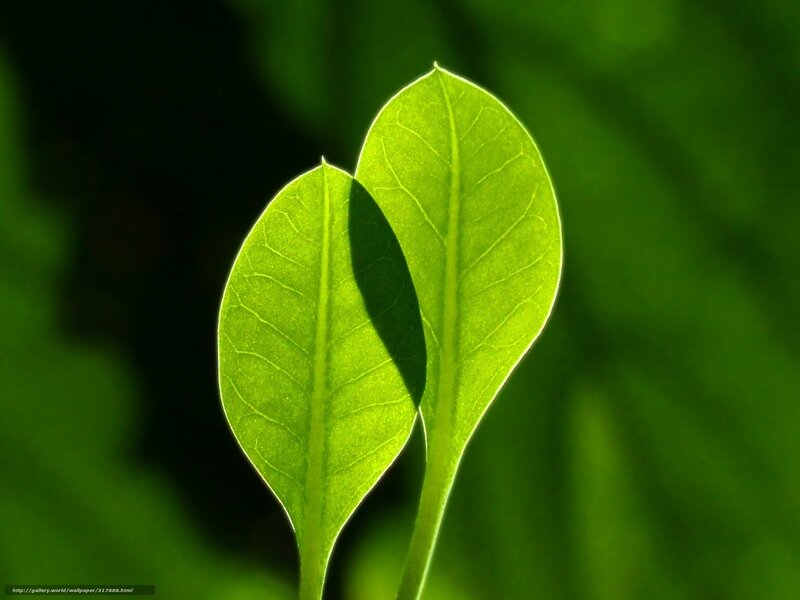 Two Green Leaves