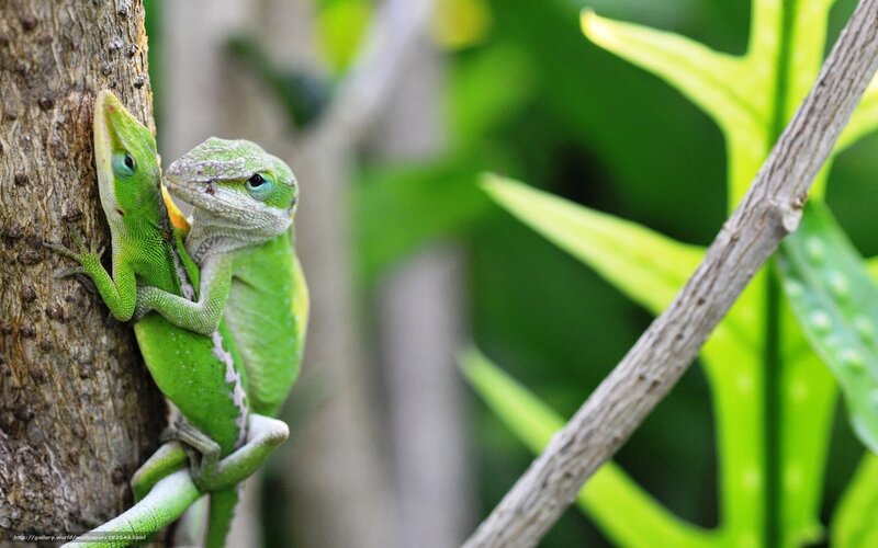 Two green lizards on a tree