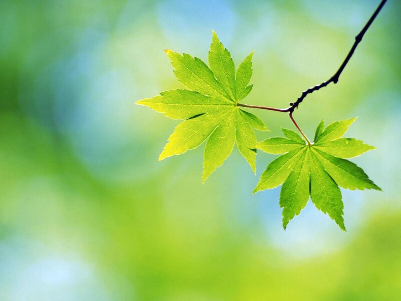 Two Green Maple Leaves