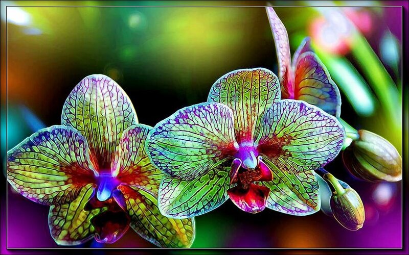Two Green Orchid Flowers