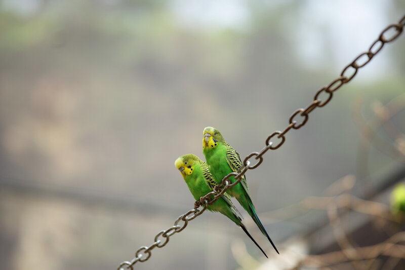 Two Green Parakeets — Calm, Afternoon