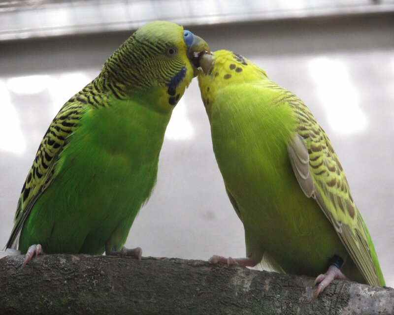 Two Green Parakeets — Calm