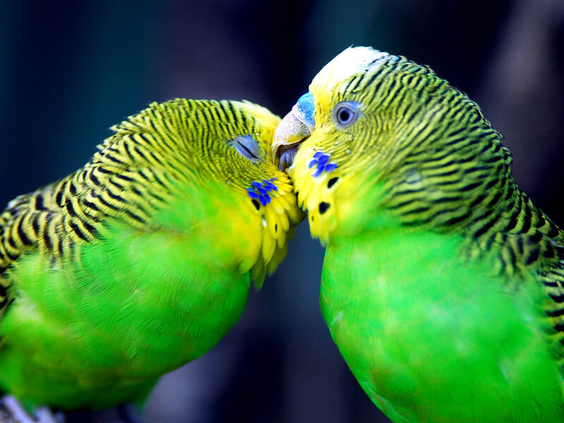 Two Green Parakeets — Intimate, Photograph