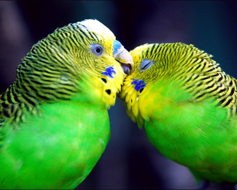 Two Green Parakeets — Intimate