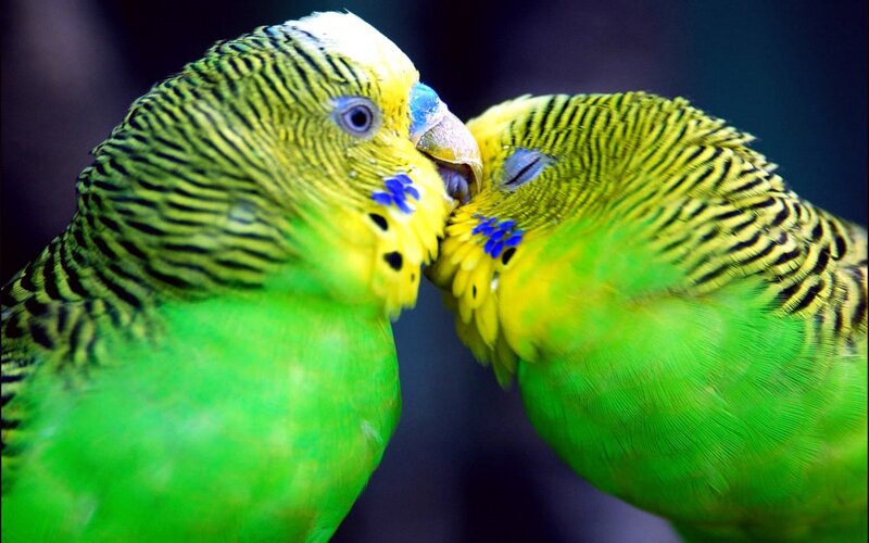 Two green parakeets touching beaks