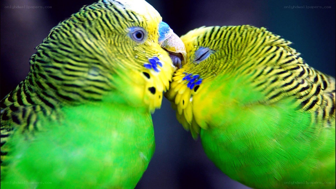 two green parakeets touching beaks