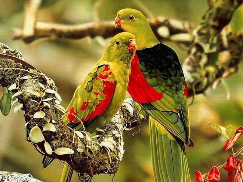 Two Green Parrots — Calm, Afternoon, Photograph, Branch
