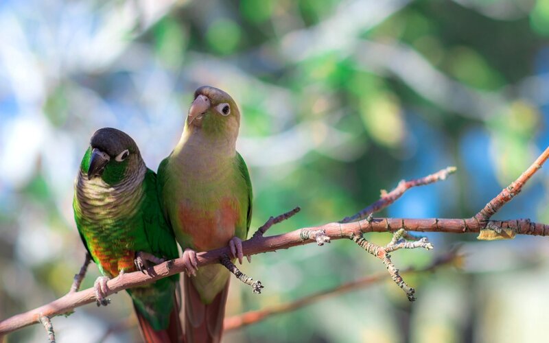 Two Green Parrots — Calm, Afternoon, Photograph, Branch, Trees