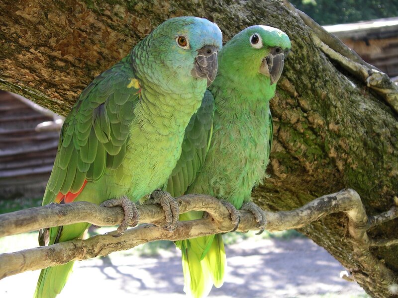 Two Green Parrots — Calm, Afternoon, Photograph