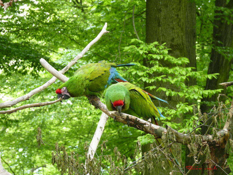 Two Green Parrots — Calm, Afternoon, Photograph, Tree Branch