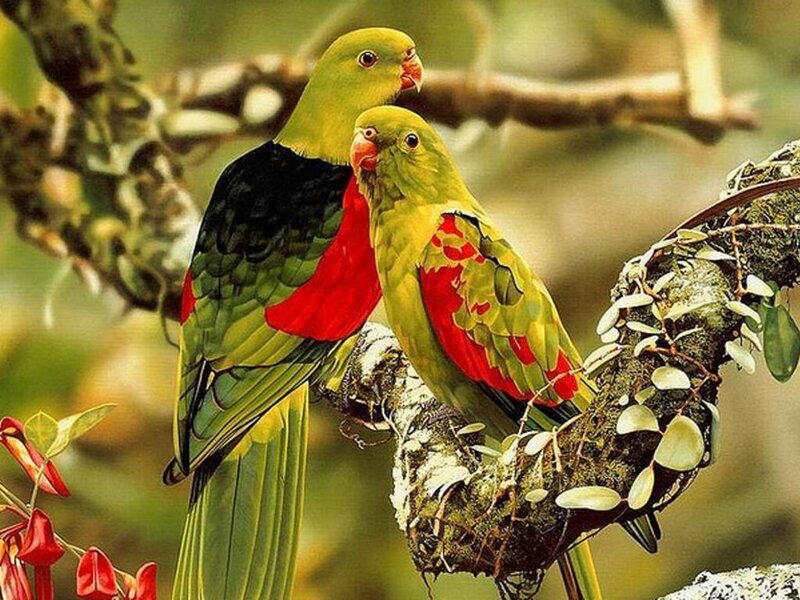 Two Green Parrots — Calm, Afternoon