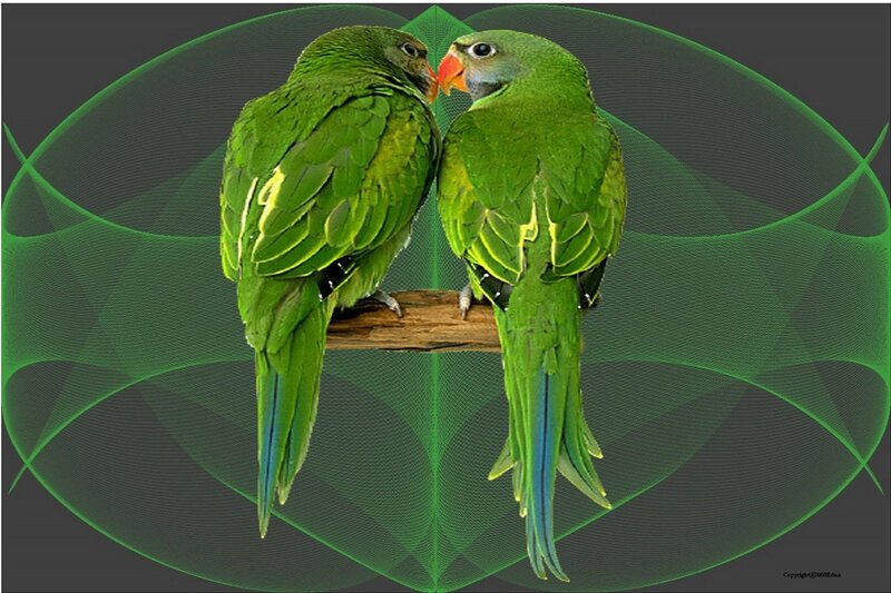 Two Green Parrots — Calm, Digital Art