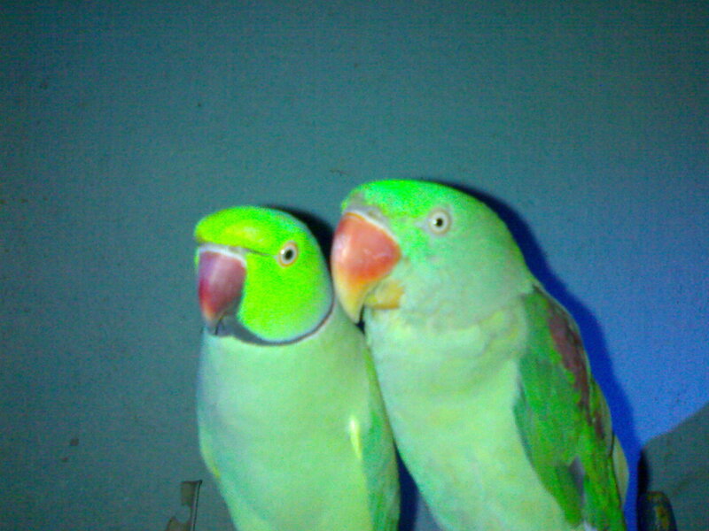 Two Green Parrots — Calm, Night
