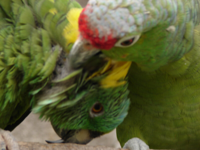 Two Green Parrots — Calm, Photograph, Birds, Branch