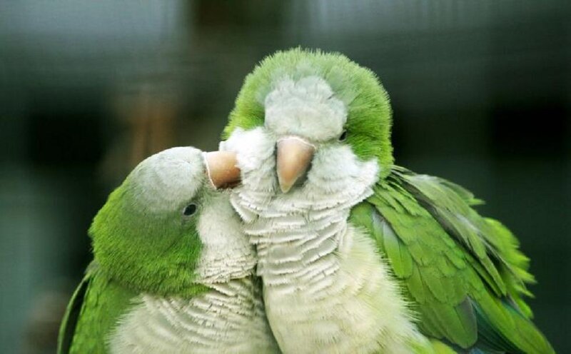 Two Green Parrots — Calm, Photograph, Birds