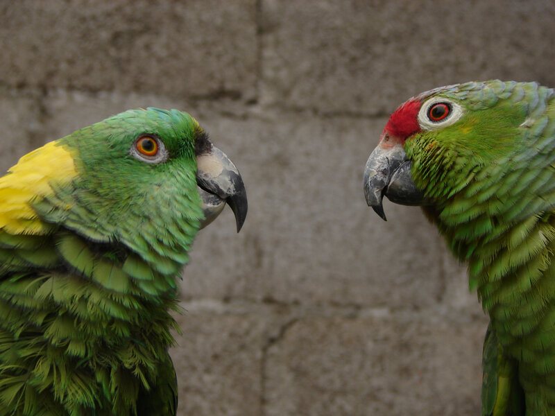 Two Green Parrots — Calm, Photograph, Birds, Wall