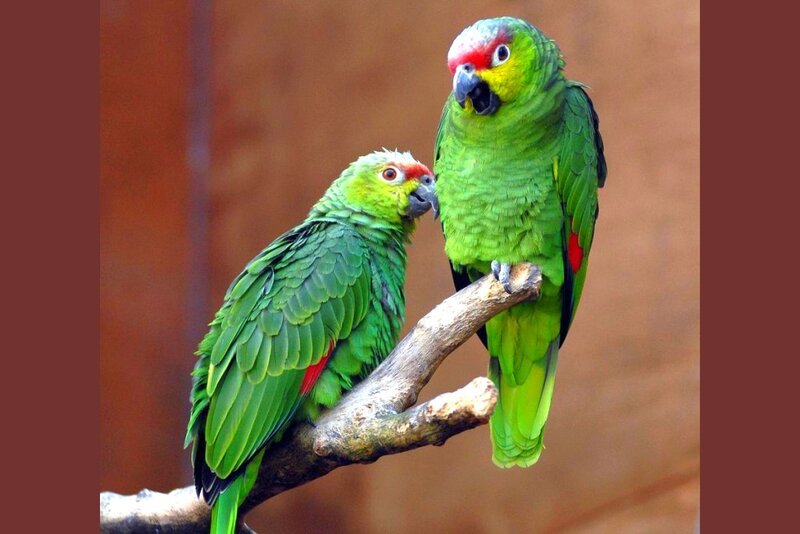 Two Green Parrots — Calm, Photograph, Branch, Brown