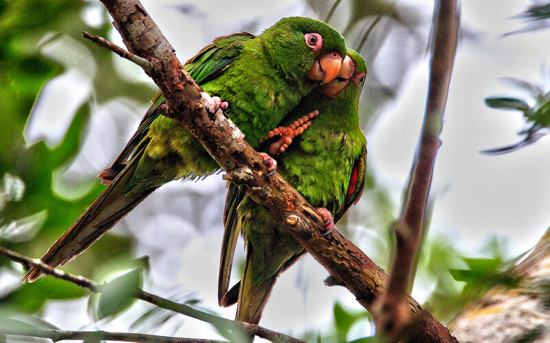 Two Green Parrots — Calm, Photograph, Branch, Trees