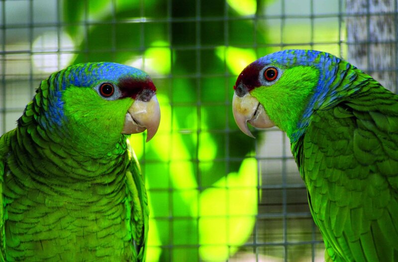 Two Green Parrots — Calm, Photograph, Cage