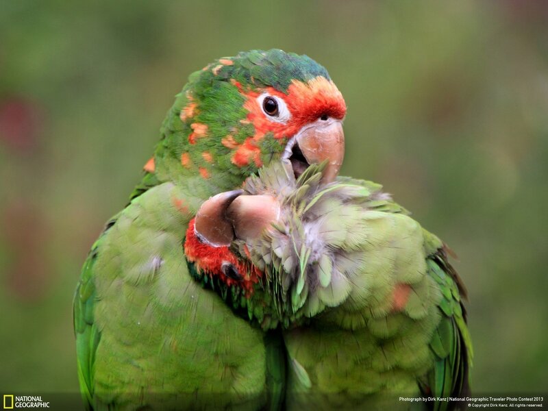 Two Green Parrots — Calm, Photograph, Parrot, Feathers