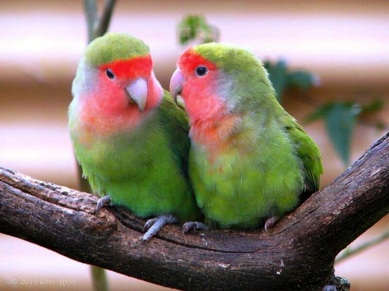 Two Green Parrots — Calm, Photograph