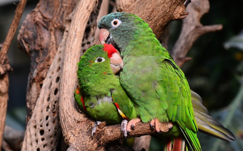 Two Green Parrots — Calm, Photograph, Tree Branch, Forest