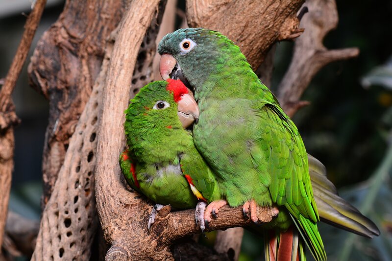 Two Green Parrots — Calm, Photograph, Tree Branch