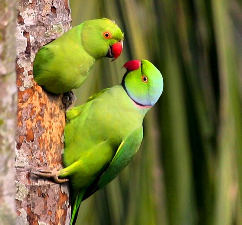 Two Green Parrots — Calm, Photograph, Tree Trunk