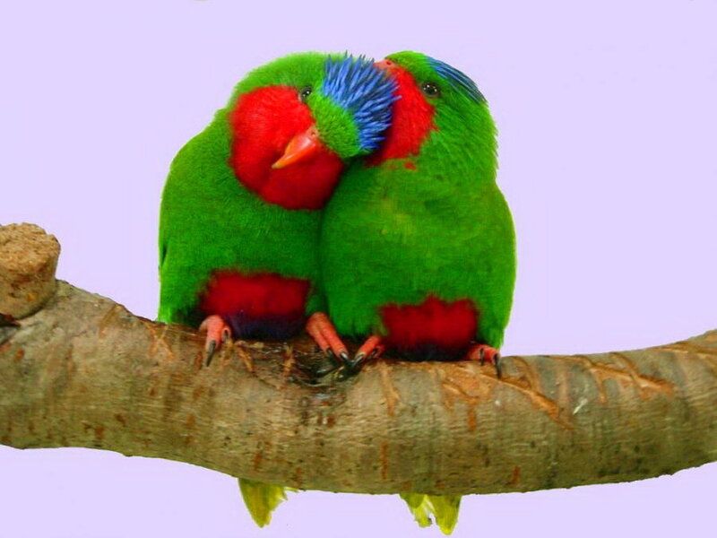 Two Green Parrots — Calm