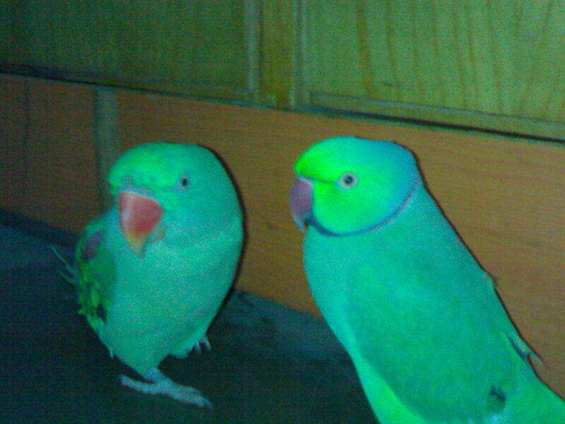 two green parrots in a cage
