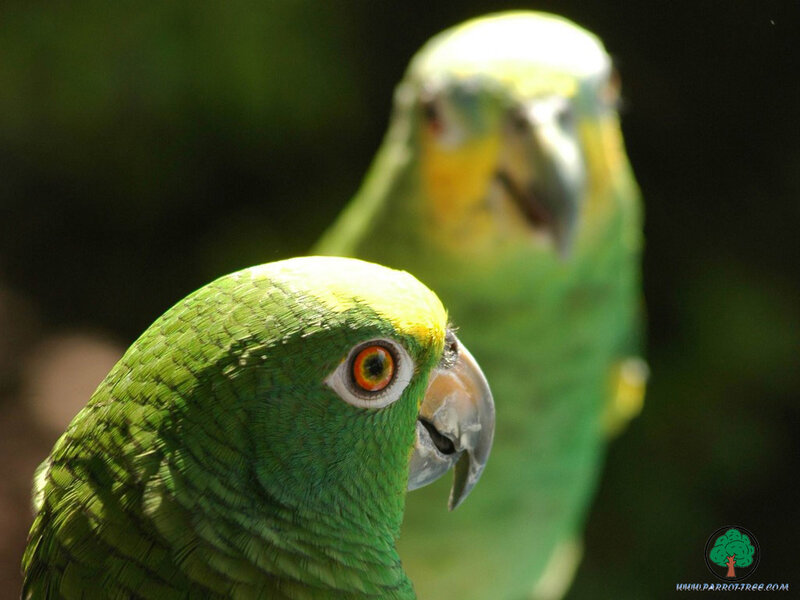 Two green parrots in focus