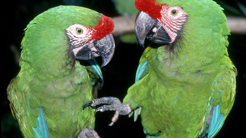 Two green parrots interacting